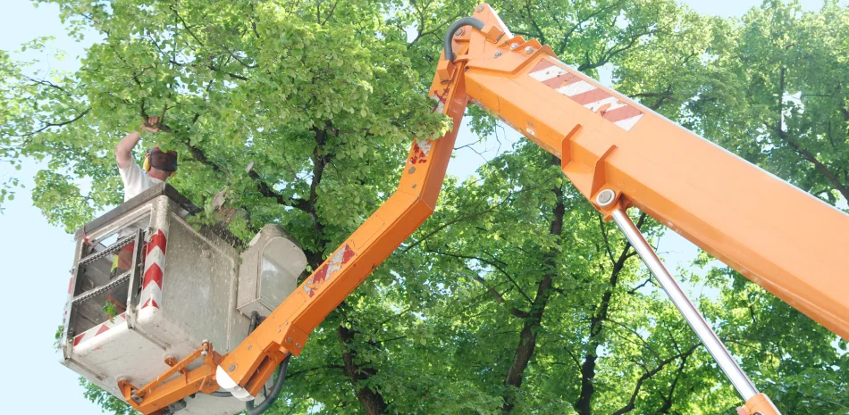 Tree Trimming
